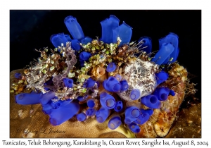 Tuicates
