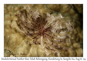 Undetermined Feather Star