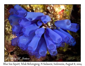 Blue Sea Squirts