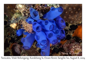 Tunicates