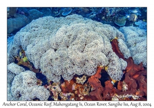 Anchor Coral