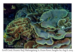 Scroll Coral