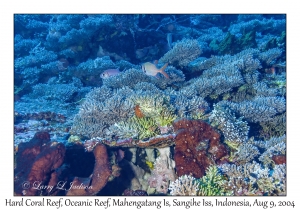 Hard Coral Reef