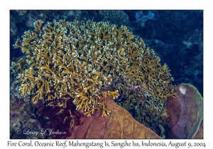 Fire Coral in Barrel Sponge