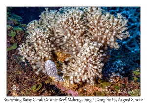 Branching Daisy Coral