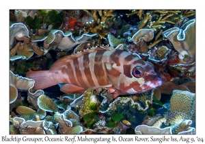 Blacktip Grouper