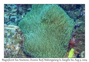 Magnificent Sea Anemone