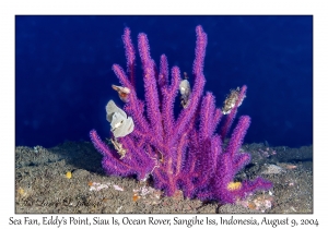 Sea Fan