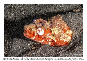 Reptilian Snake Eel
