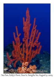 Sea Fan