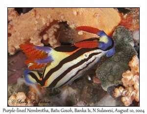 Purple-lined Nembrotha