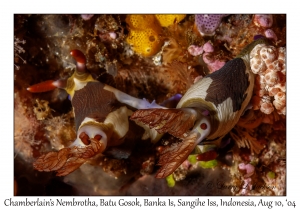 Chamberlain's Nembrothas mating