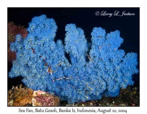 Sea Fan