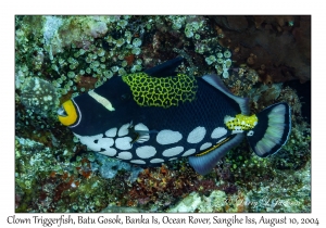 Clown Triggerfish