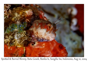 Spotted & Barred Blenny