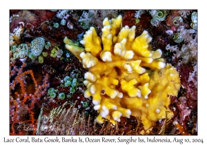 Lace Coral
