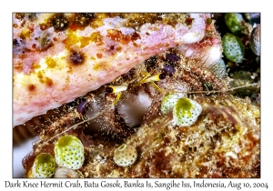 Dark Knee Hermit Crab