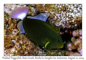 Pinktail Triggerfish