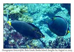 Orangespine Unicornfish