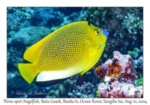 Three-spot Angelfish