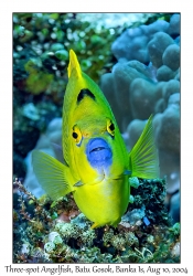 Three-spot Angelfish
