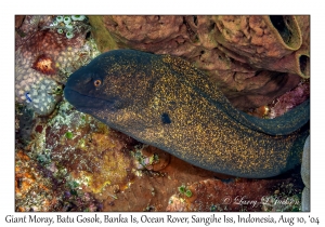 Giant Moray