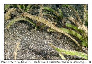 1243#0115 Syngnathoides biaculeatus - Double-ended Pipefish, Hotel Paradise Dock, Lembeh Strait, Ocean Rover, Indonesia, Aug 10, 2004