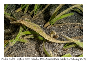 1243#0118 Syngnathoides biaculeatus - Double-ended Pipefish, Hotel Paradise Dock, Lembeh Strait, Ocean Rover, Indonesia, Aug 10, 2004