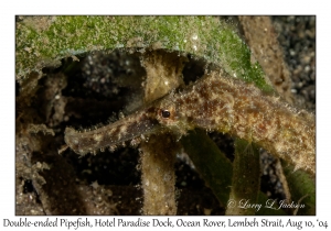 1243#0119 Syngnathoides biaculeatus - Double-ended Pipefish, Hotel Paradise Dock, Lembeh Strait, Ocean Rover, Indonesia, Aug 10, 2004