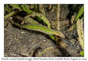1243#0123 Syngnathoides biaculeatus - Double-ended Pipefish w eggs, Hotel Paradise Dock, Lembeh Strait, Ocean Rover, Indonesia, Aug 10, 2004