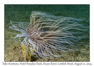 1243#0127 Cerianthus sp - Tube Anemone, Hotel Paradise Dock, Lembeh Strait, Ocean Rover, Indonesia, Aug 10, 2004
