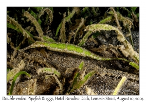 1243#0133 Syngnathoides biaculeatus - Double-ended Pipefish w eggs, Hotel Paradise Dock, Lembeh Strait, Ocean Rover, Indonesia, Aug 10, 2004