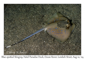 1243#0146 Dasyatis kuhlii - Blue-spotted Stingray, Hotel Paradise Dock, Lembeh Strait, Ocean Rover, Indonesia, Aug 10, 2004
