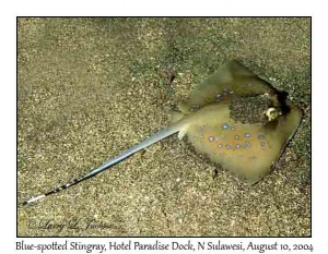 Blue-spotted Stingray