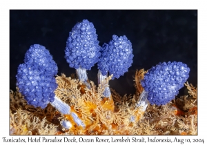 1243#0152 Oxycorynia fascicularis - Tunicate, Hotel Paradise Dock, Lembeh Strait, Ocean Rover, Indonesia, Aug 10, 2004
