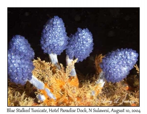 Blue Stalked Tunicates