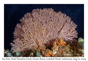 1243#0155 Acabaria sp - Sea Fan, Hotel Paradise Dock, Lembeh Strait, Ocean Rover, Indonesia, Aug 10, 2004