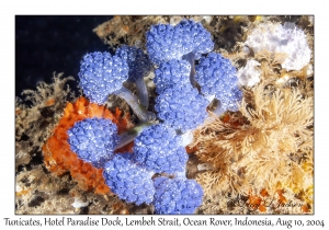 Tunicates