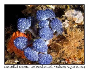 Blue Stalked Tunicates