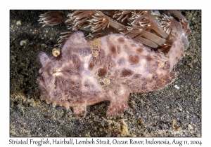 Striated Frogfish