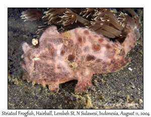 Striated Frogfish