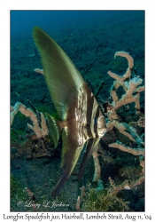 Longfin Spadefish juvenile