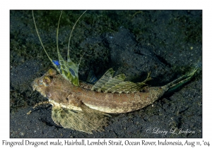 Fingered Dragonet male