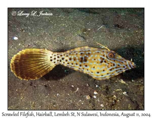 Scrawled Filefish