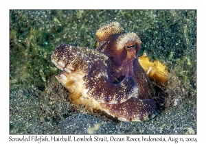 Coconut Octopus