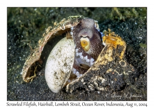 Coconut Octopus