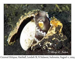 Coconut Octopus