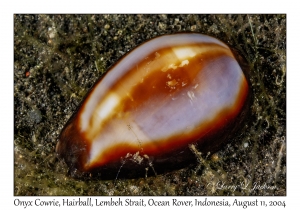 Onyx Cowrie