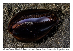 Onyx Cowrie