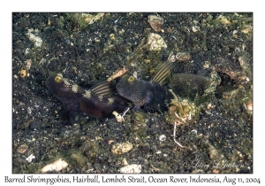 Barred Shrimpgobies